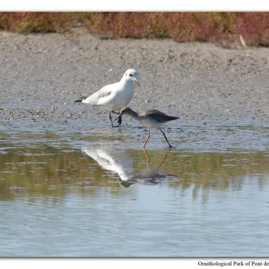 Common Redshank: Animal in habitat Swamp in the NatureSpots App