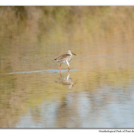 Common Redshank: Animal in habitat Swamp in the NatureSpots App