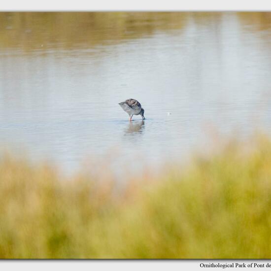 Common Redshank: Animal in habitat Swamp in the NatureSpots App