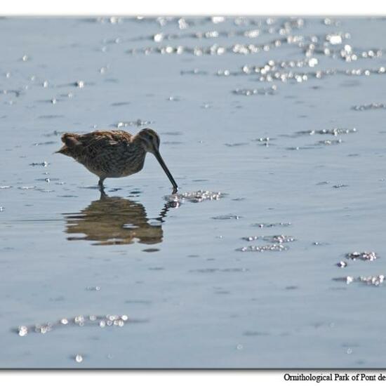 Common Snipe: Animal in habitat Swamp in the NatureSpots App