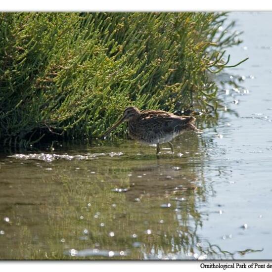 Common Snipe: Animal in habitat Swamp in the NatureSpots App