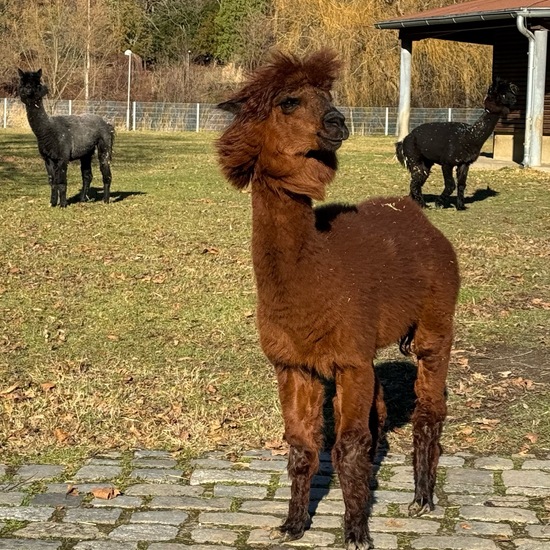 Stenus alpaca: Animal in habitat Park in the NatureSpots App