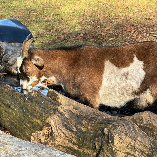 Capra aegagrus hircus: Tier im Habitat Park in der NatureSpots App