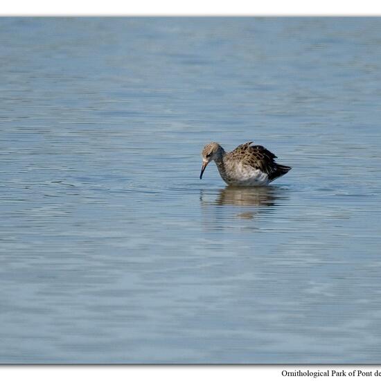 Calidris pugnax: Tier im Habitat Sumpf in der NatureSpots App