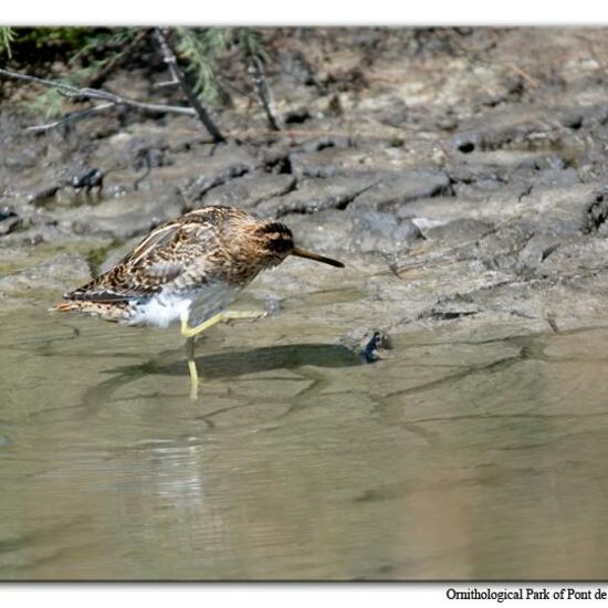 Common Snipe: Animal in habitat Swamp in the NatureSpots App