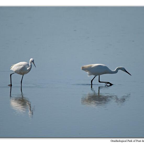 Little Egret: Animal in habitat Swamp in the NatureSpots App