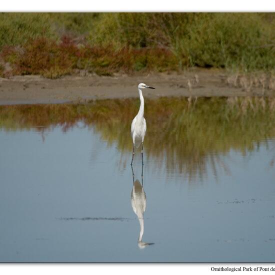 Little Egret: Animal in habitat Swamp in the NatureSpots App