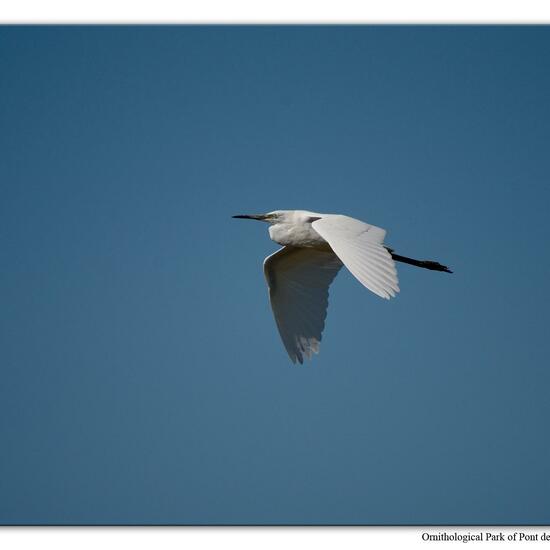 Little Egret: Animal in habitat Swamp in the NatureSpots App