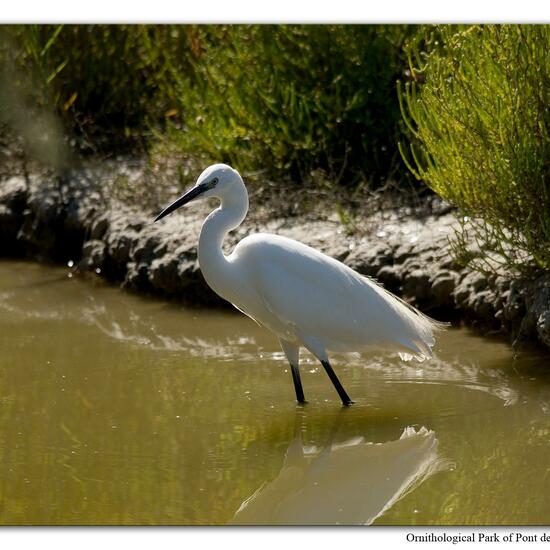 Seidenreiher: Tier im Habitat Sumpf in der NatureSpots App