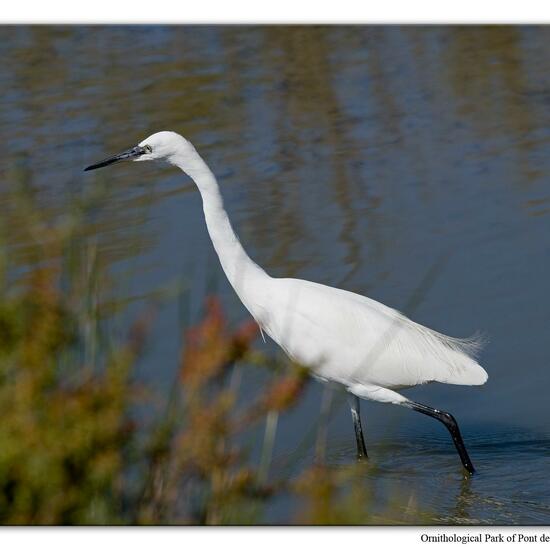 Little Egret: Animal in habitat Swamp in the NatureSpots App