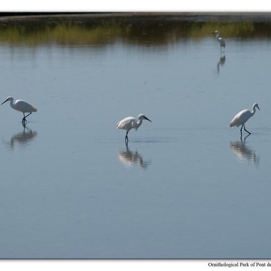 Little Egret: Animal in habitat Swamp in the NatureSpots App