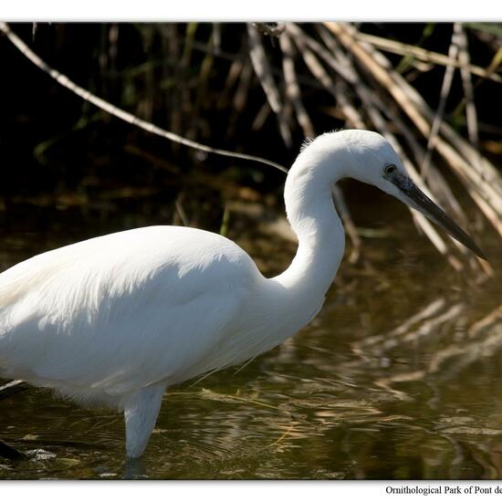 Little Egret: Animal in habitat Swamp in the NatureSpots App