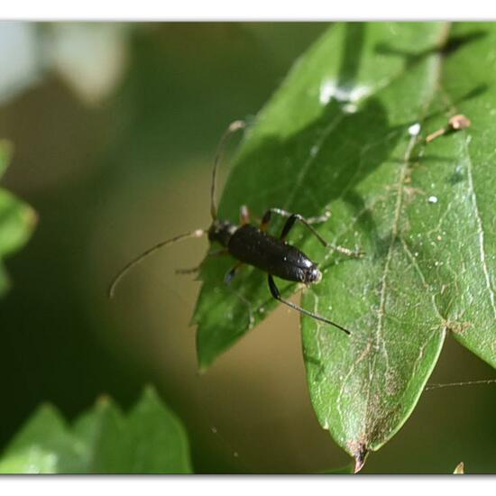 andere Art: Tier im Habitat Naturnahe Wiese in der NatureSpots App