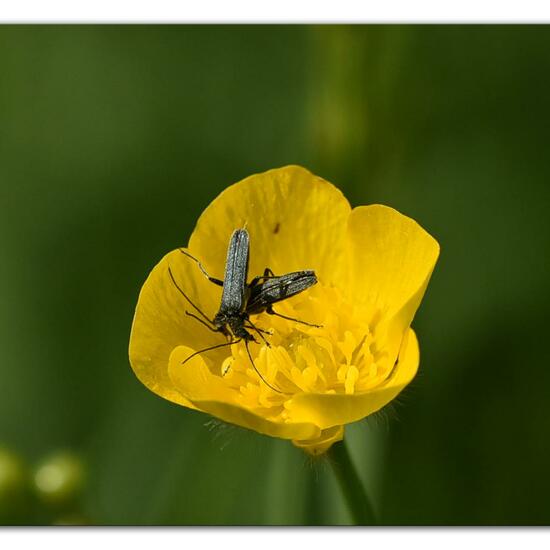 Eine unbekannte Art: Tier im Habitat Naturnahe Wiese in der NatureSpots App