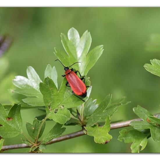 Scharlachroter Feuerkäfer: Tier im Habitat Naturnahe Wiese in der NatureSpots App