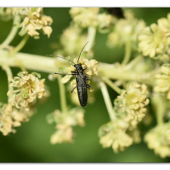 Eine unbekannte Art: Tier im Habitat Naturnahe Wiese in der NatureSpots App