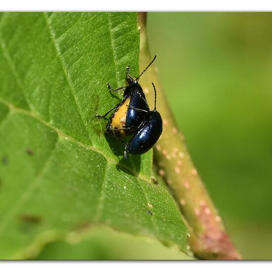 Blauer Erlenblattkäfer: Tier im Habitat Naturnahe Wiese in der NatureSpots App