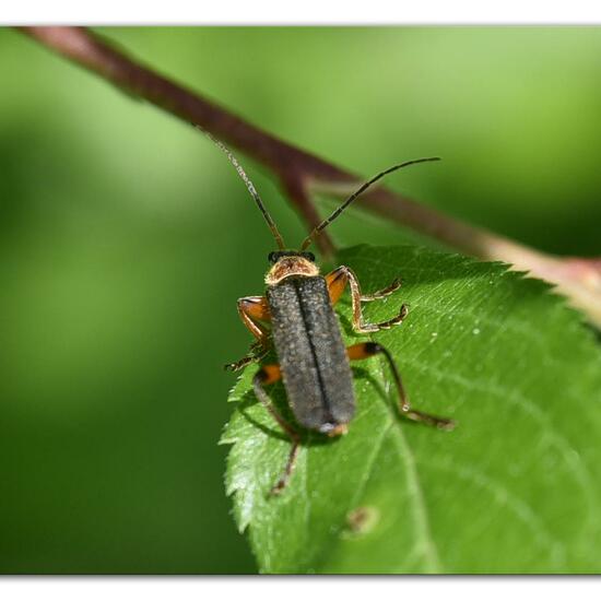 andere Art: Tier im Habitat Naturnahe Wiese in der NatureSpots App