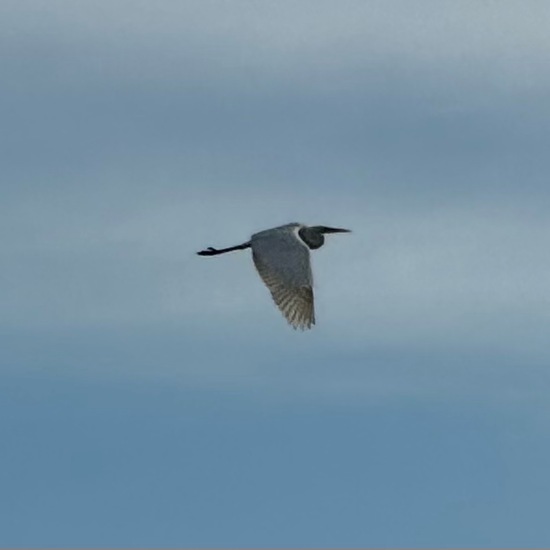 Great Egret: Animal in habitat Agricultural meadow in the NatureSpots App