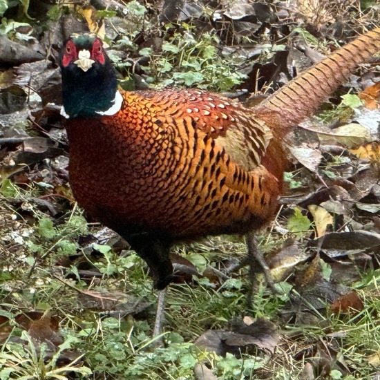 Common Pheasant: Animal in habitat Garden in the NatureSpots App