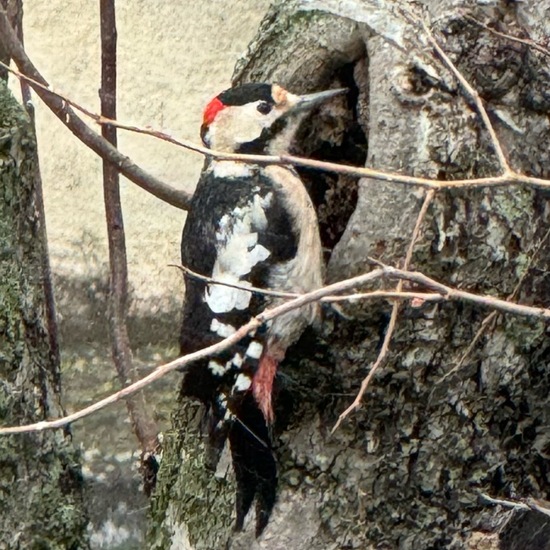 Buntspecht: Tier im Habitat Garten in der NatureSpots App