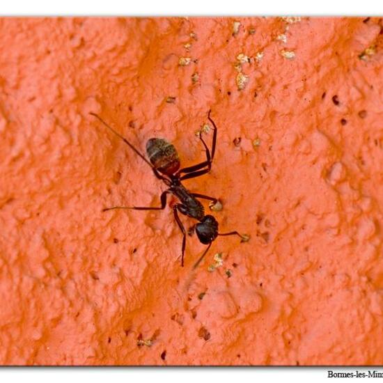 Camponotus cruentatus: Animal in habitat Rock areas in the NatureSpots App