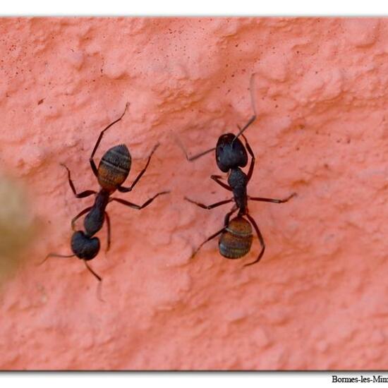 Camponotus cruentatus: Tier in der Natur in der NatureSpots App