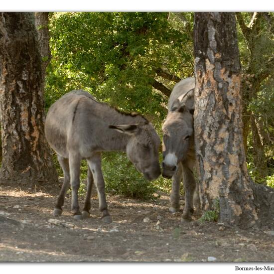 Landschaft: Anderes Habitat im Habitat Habitat manuell eingeben in der NatureSpots App