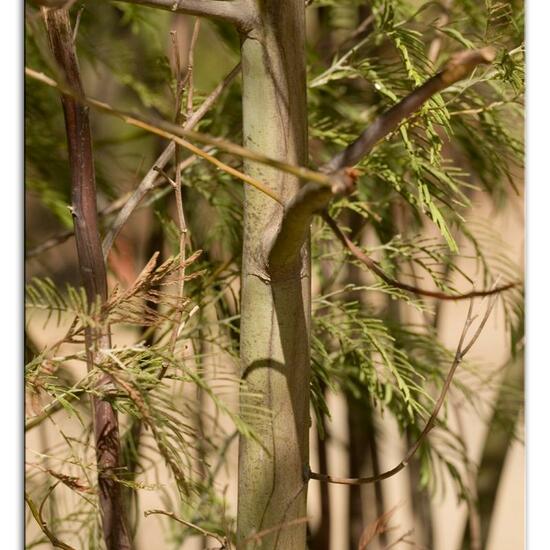 Acacia dealbata: Plant in habitat Rock areas in the NatureSpots App