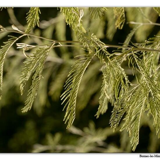 Acacia dealbata: Plant in habitat Rock areas in the NatureSpots App