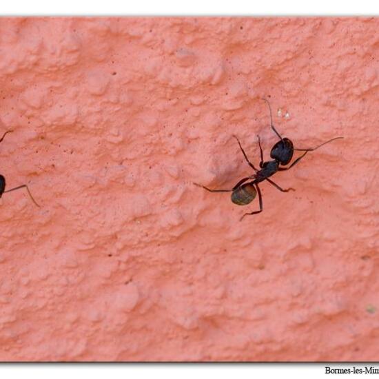 Camponotus cruentatus: Animal in habitat Rock areas in the NatureSpots App