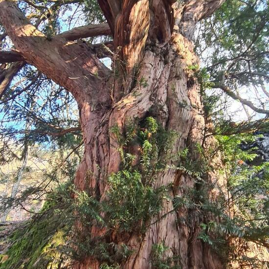 Eiben: Pflanze im Habitat Wald in der NatureSpots App