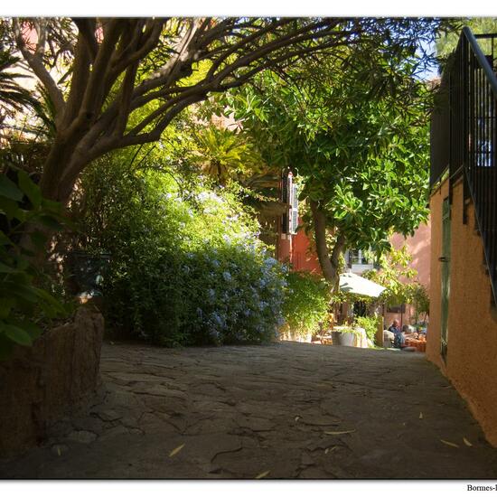 Landschaft: Stadt und Garten im Habitat Innenstadt in der NatureSpots App