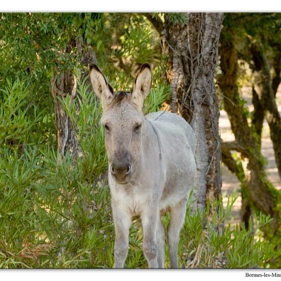 Landschaft: Anderes Habitat im Habitat Habitat manuell eingeben in der NatureSpots App