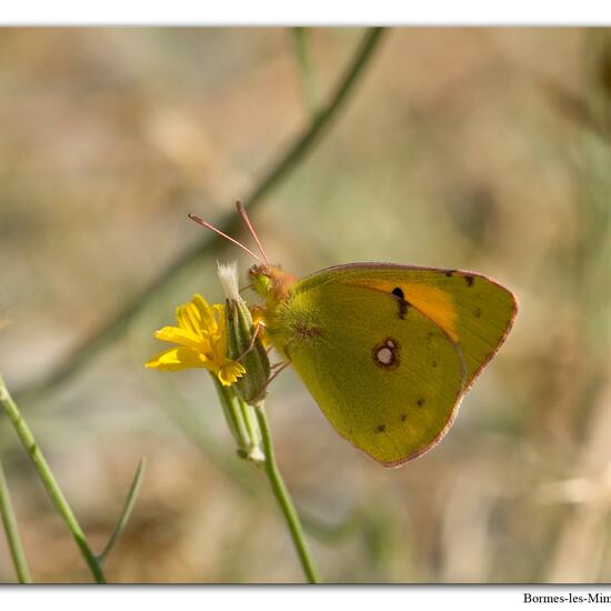 Colias croceus: Animal in habitat Rock areas in the NatureSpots App