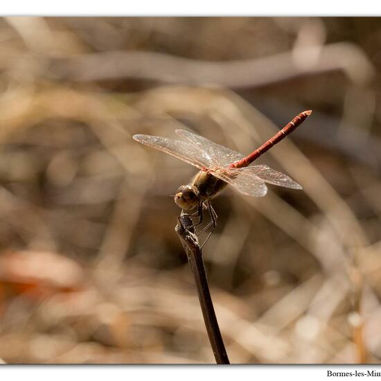 Vagrant Darter: Animal in habitat Rock areas in the NatureSpots App