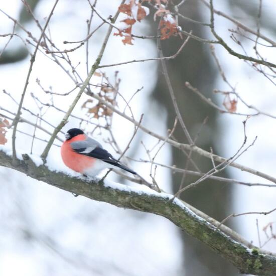 Eurasian Bullfinch: Animal in habitat Forest in the NatureSpots App