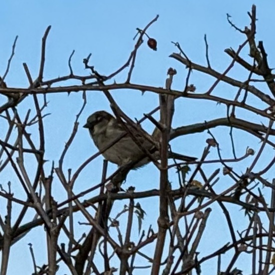 Haussperling: Tier im Habitat Garten in der NatureSpots App