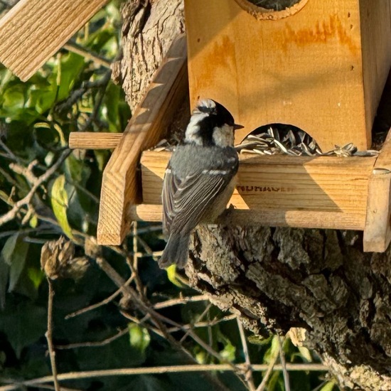 Tannenmeise: Tier im Habitat Garten in der NatureSpots App