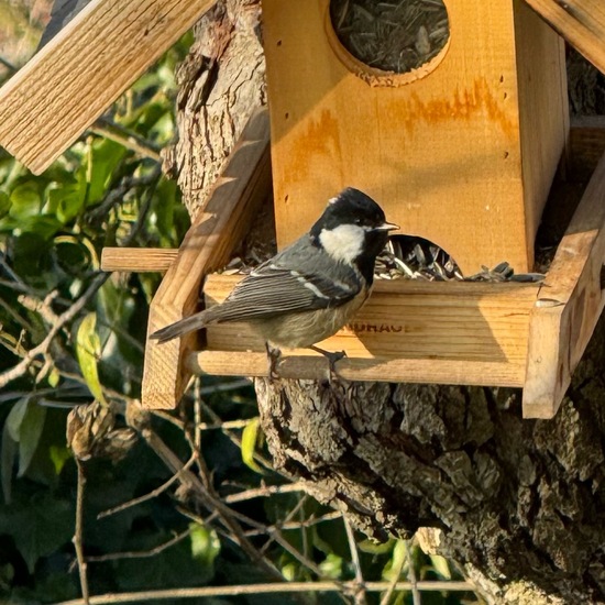 Tannenmeise: Tier im Habitat Garten in der NatureSpots App