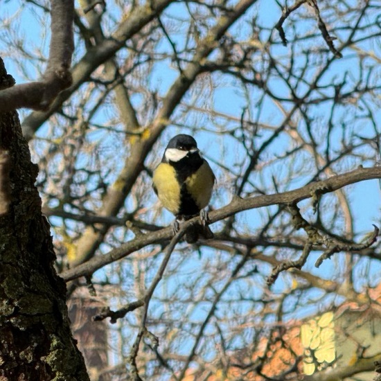 Kohlmeise: Tier im Habitat Garten in der NatureSpots App