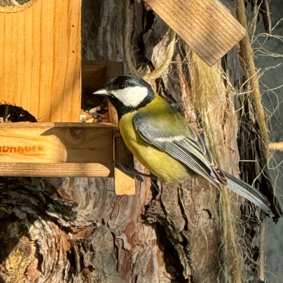 Kohlmeise: Tier im Habitat Garten in der NatureSpots App