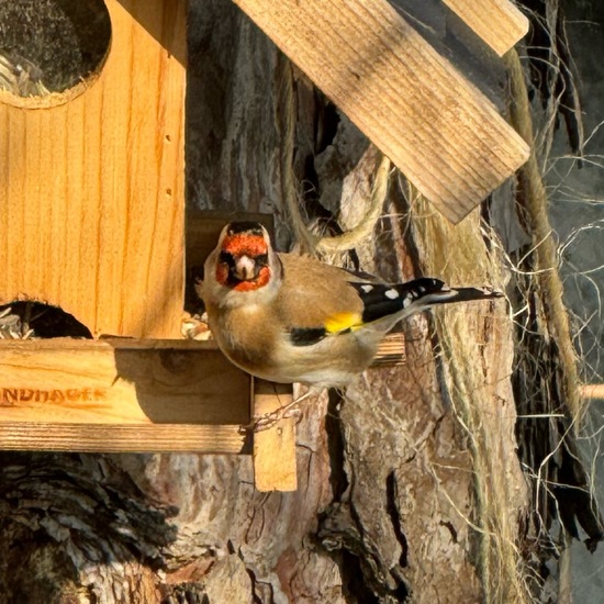 Stieglitz: Tier im Habitat Garten in der NatureSpots App