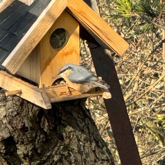 Kleiber: Tier im Habitat Garten in der NatureSpots App