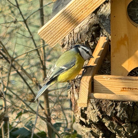 Blaumeise: Tier im Habitat Garten in der NatureSpots App