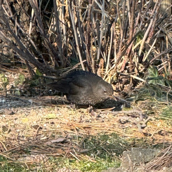 Common blackbird: Animal in habitat Garden in the NatureSpots App