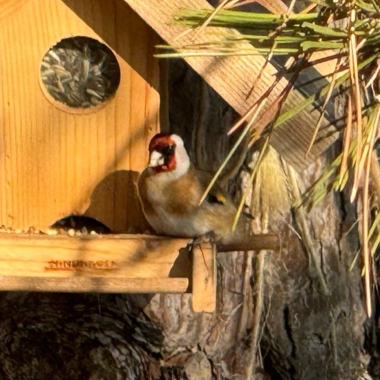 Stieglitz: Tier im Habitat Garten in der NatureSpots App