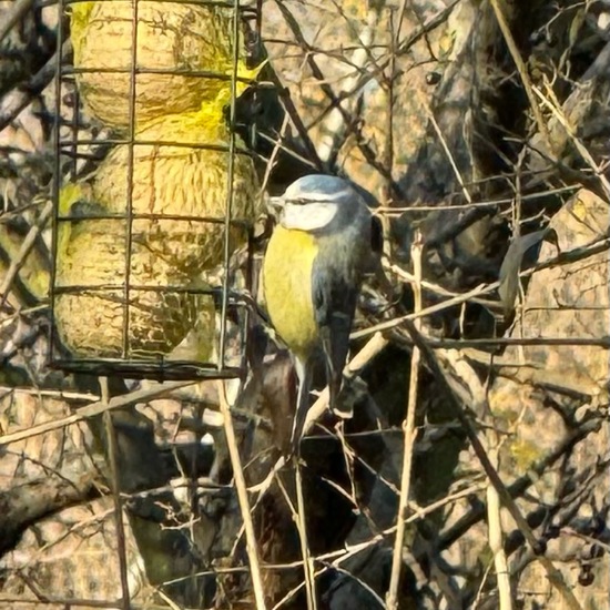 Cyanistes caeruleus: Animal in habitat Garden in the NatureSpots App