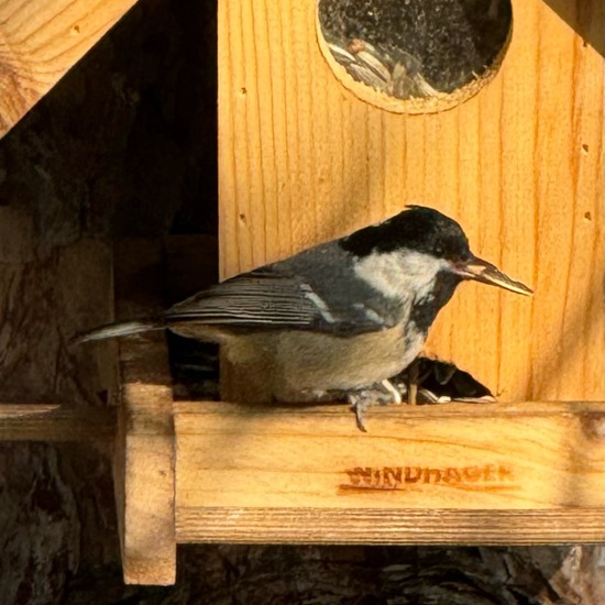 Tannenmeise: Tier im Habitat Garten in der NatureSpots App