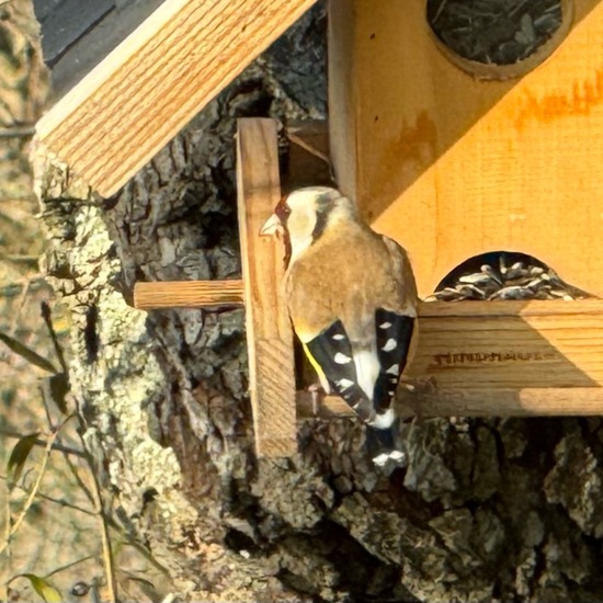 Stieglitz: Tier im Habitat Garten in der NatureSpots App